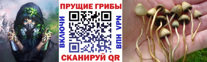 Псилоцибиновые грибы Psilocybe  как найти закладки  Ярославль 